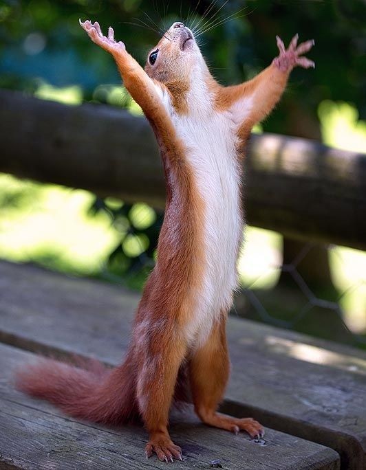 Create meme: squirrel paws up, Hallelujah protein, funny squirrels