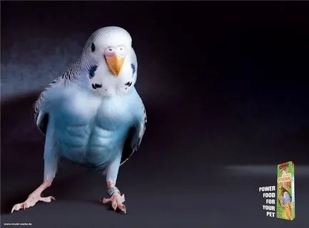 Create meme: budgie female, funny parrot, budgie baby bird