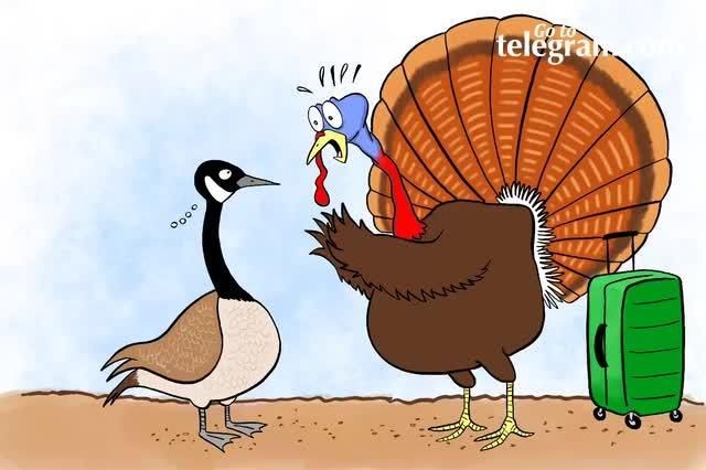 Создать мем: thanksgiving turkey pardon, индюк индюшка индюшонок мультяшные, happy thanksgiving