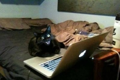 Create meme: cat , the cat at the computer, cat at the computer