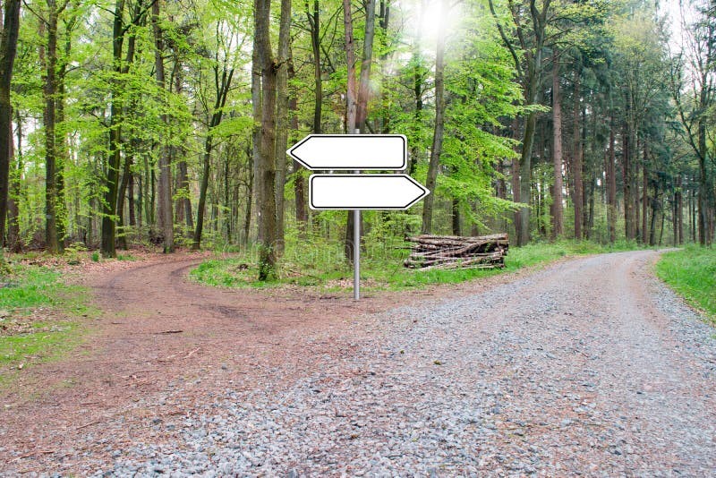 Create meme: forest road, road , forest 