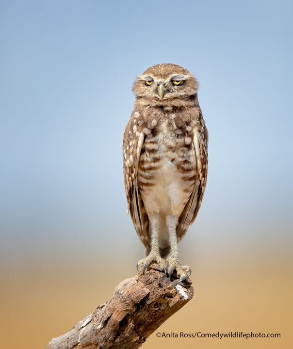 Create meme: burrowing owl , Shaggy-legged owl chick, owl kapusha