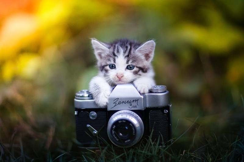 Создать мем: котик с камерой обои, день фотографа, кошка с фотоаппаратом