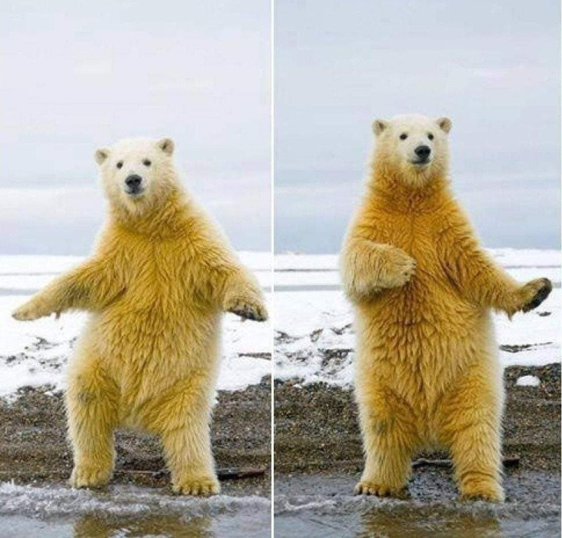 Создать мем: funny, белый медведь, медведь смешной