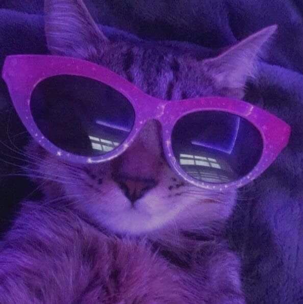 Create meme: cat in glasses space, cool cats, cat in glasses 