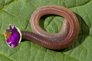 Create meme: larvae earthworms photo, earthworm, giant earthworm food