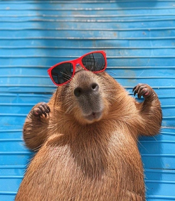 Create meme: capybara animals, a pet capybara, A capybara with glasses