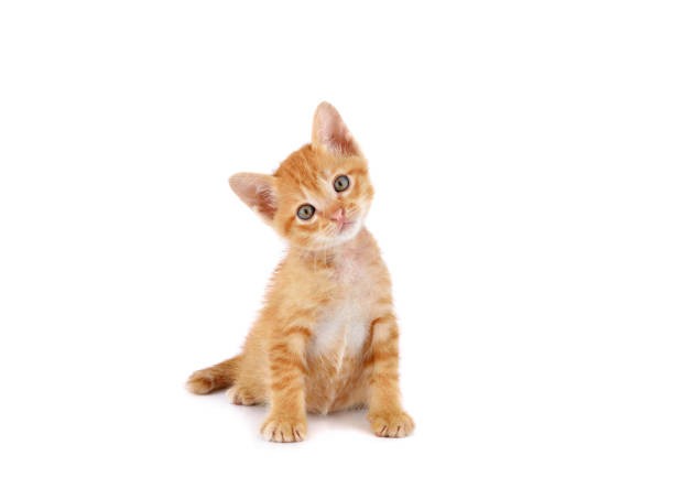 Create meme: red kitten on a white background, a red cat on a white background, cat red 