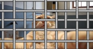 Create meme: Johnny Catsvill behind bars