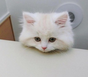 Create meme: cat, kitty sad, cute cats