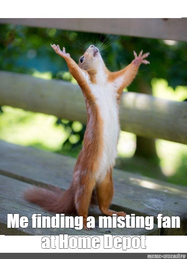 Create Meme "squirrel Meme, Hallelujah Pictures, Squirrel Funny ...