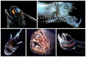 Create meme: at the bottom of the ocean, creature, sea creatures