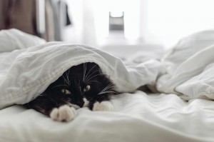 Создать мем: in bed, связанная кошка дульсинея, кот расслабон