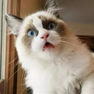 Create meme: scared cat meme, funny cat, cat 