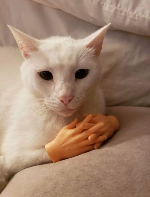 Create meme: The cat is a cute meme with hands, cat with hands, meme cat with hands