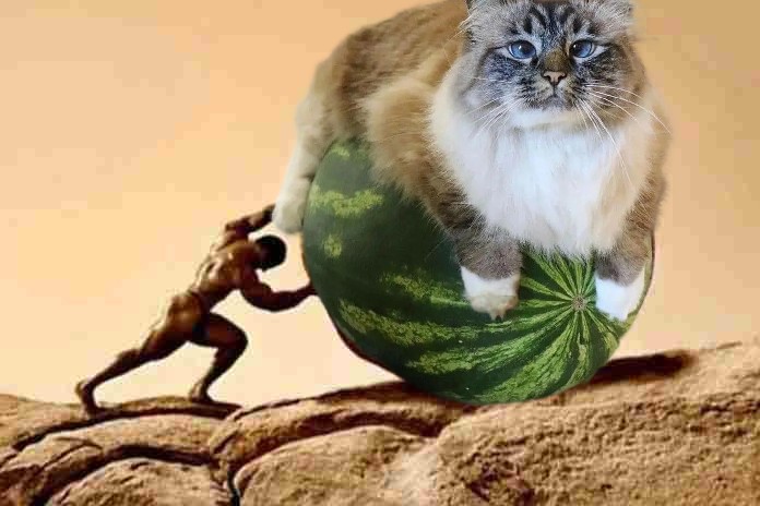 Создать мем: кот, кошка, котенок и арбуз