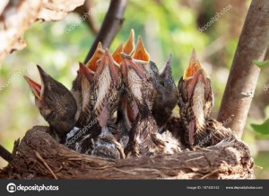 Create meme: fledglings in the nest open their mouth, birds nest, the cuckoo chick