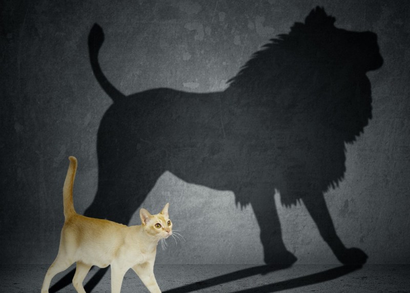 Create meme: The shadow of the lion, The cat with the shadow of a lion, cat lion