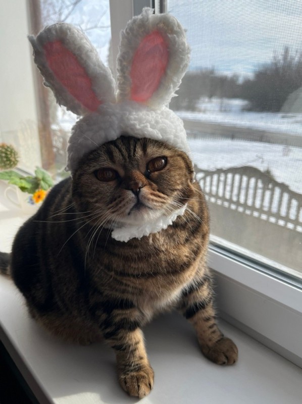 Create meme: a cat in a bunny hat, cat , seals 