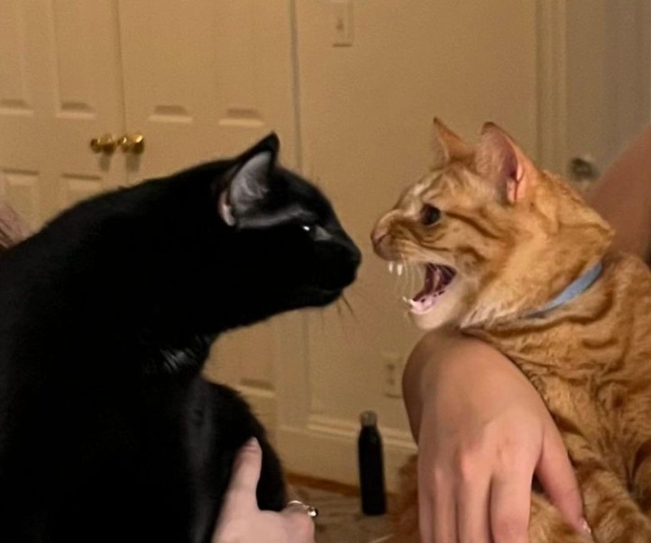 Create meme: The cat is fighting, fighting cats, A red-haired and a black cat are fighting