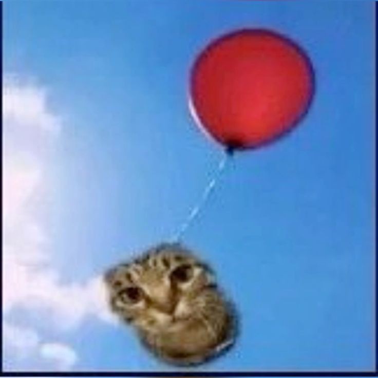 Create meme: cat , a hot air balloon, balloons kitty