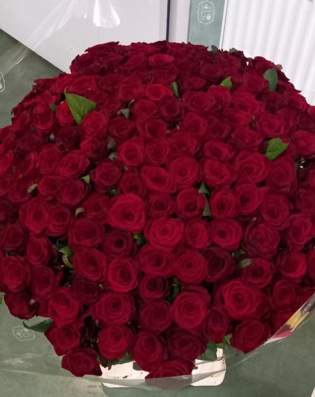Create meme: 101 red roses, a bouquet of roses , bouquet of 101 roses 