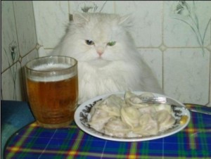 Create meme: animals, Cat, cat with beer and dumplings