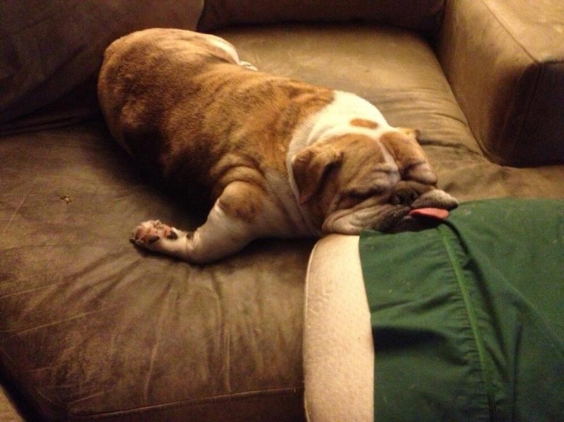 Создать мем: смешные спящие собаки, английский бульдог толстый, американский бульдог спит