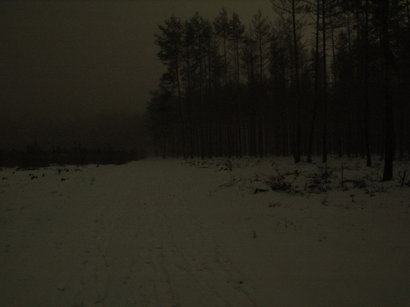 Create meme: gloomy winter forest, night in the woods, dark winter forest