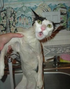 Create meme: washed the cat, wet cat