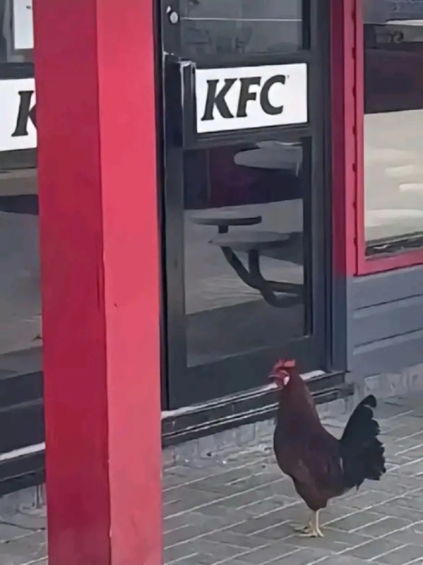 Create meme: cock on the background of kfc, kfc rooster, feet 