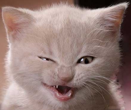 Создать мем: кот смеется, кот смешной, хитрый кот улыбается
