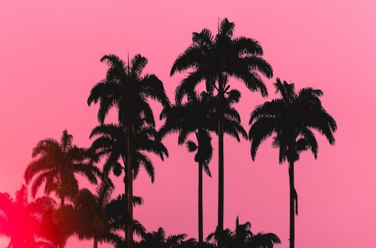 Create meme: palm aesthetics, palm trees and pink, Palm trees of Miami Vice