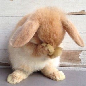 Create meme: funny rabbit, rabbit, a crying Bunny