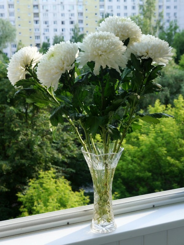 Create meme: chrysanthemum , chrysanthemums bushy white, white chrysanthemums