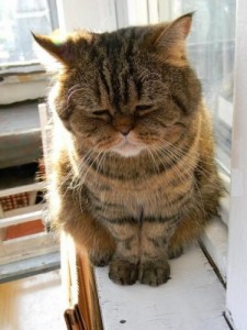 Create meme: A very depressed cat