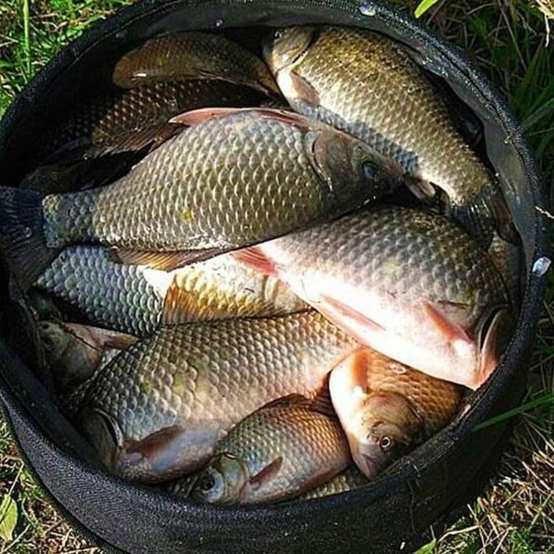 Create meme: crucian carp, carp , fishing carp