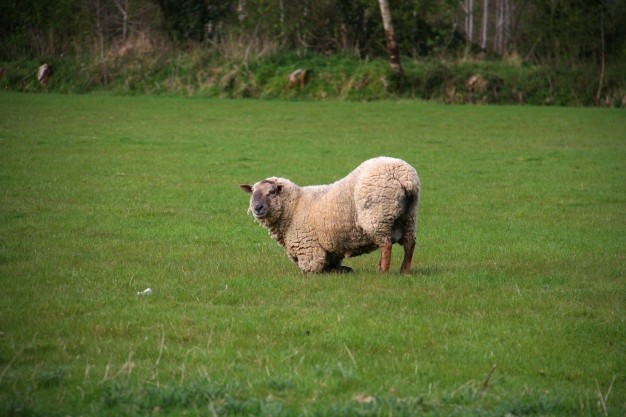 Create meme: breeds of sheep , sheep , hampshire sheep breed