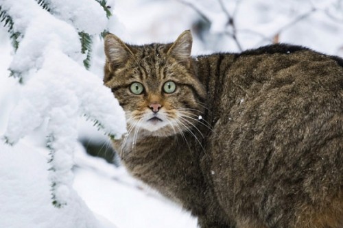 Европейская лесная кошка фото