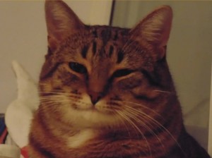 Create meme: tabby cat, cat, smiling cat meme