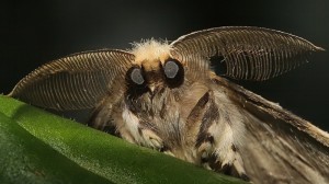 Create meme: moth butterfly