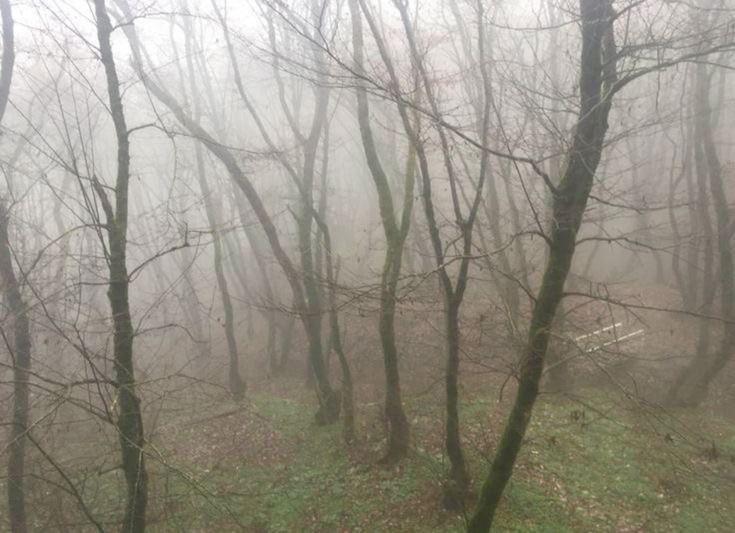 Create meme: Into the fog, mystical forest, dark forest