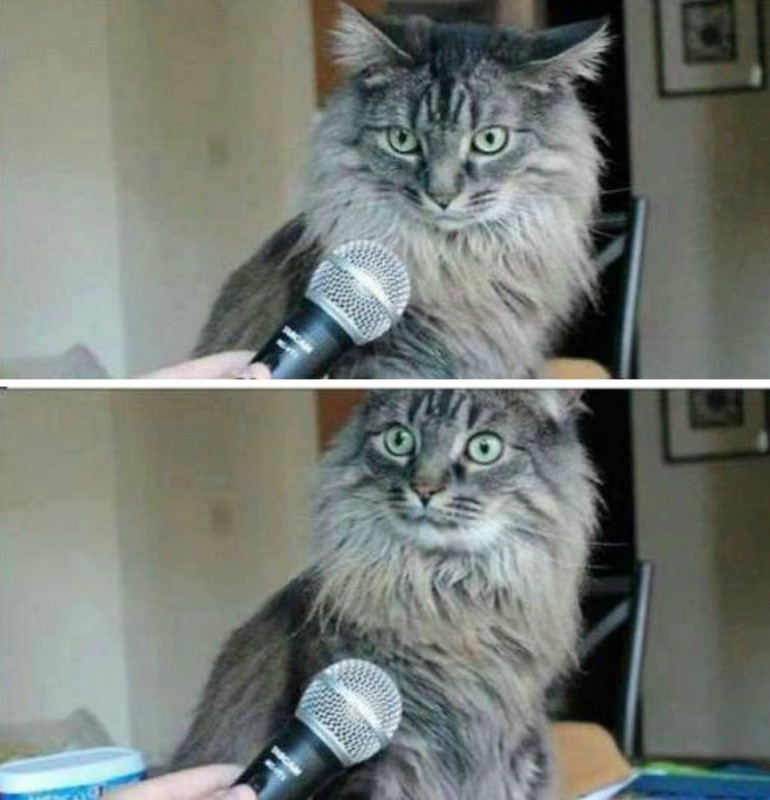 Create meme: meme cat with microphone, did you know , cat interview