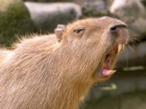 Create meme: a pet capybara, capybara teeth, the capybara