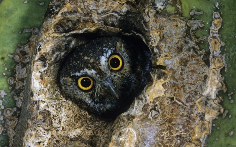 Create meme: Eyes in the hollow, Big-eared owl nest, owl eyes