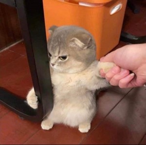 Create meme: lop-eared kitten, Scottish fold cat