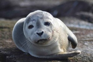 Create meme: seal, common seal