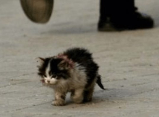 Create meme: homeless kittens, I will definitely survive kitten meme, cats homeless