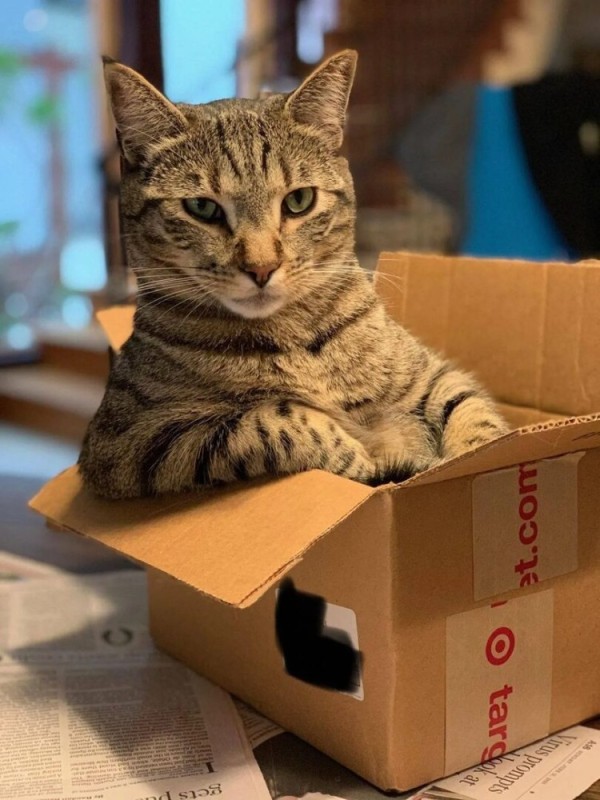Создать мем: кот кот, котик в коробке, кот