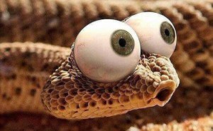 Create meme: snake, The surprised lizard